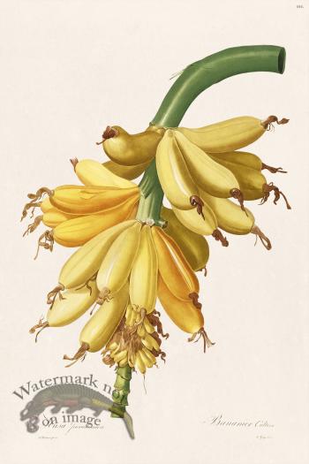 Les Liliacees Redoute 444